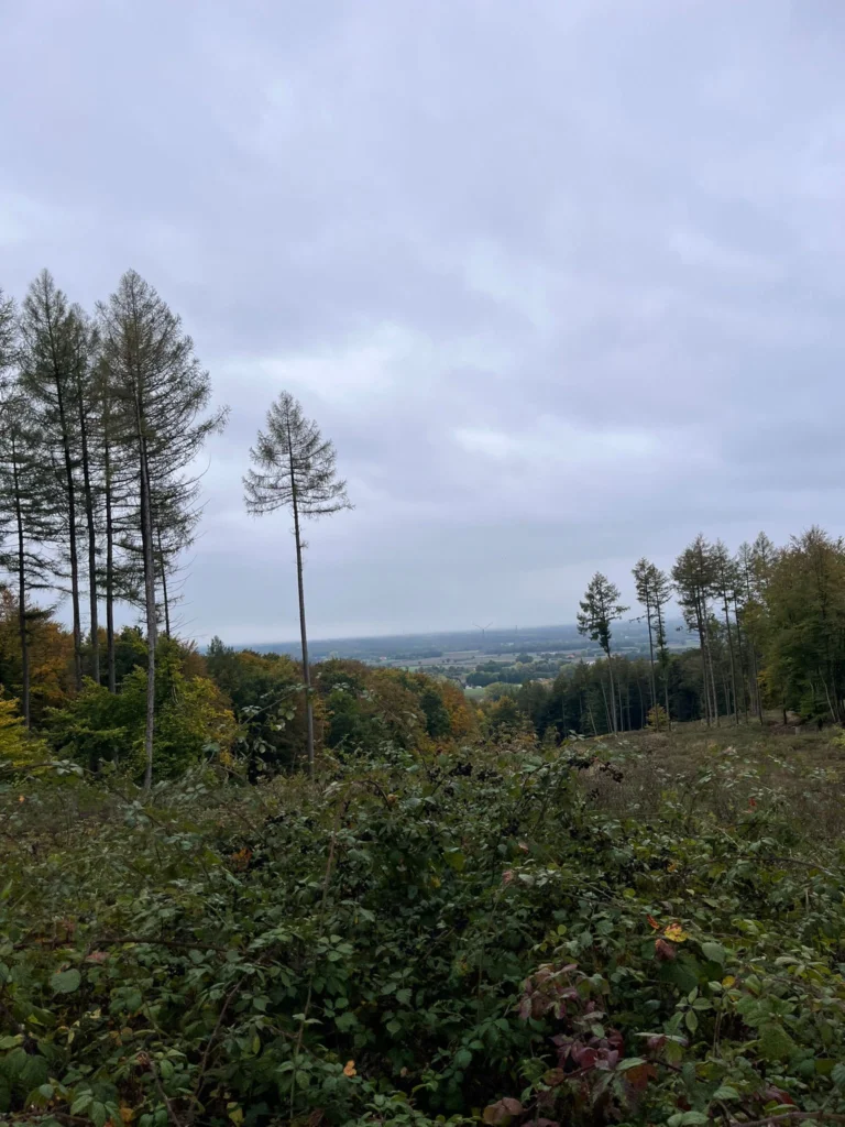 Blick über einen grünen Wald mit hohem Gras und Bäumen unter bewölktem Himmel in einer weiten Landschaft.