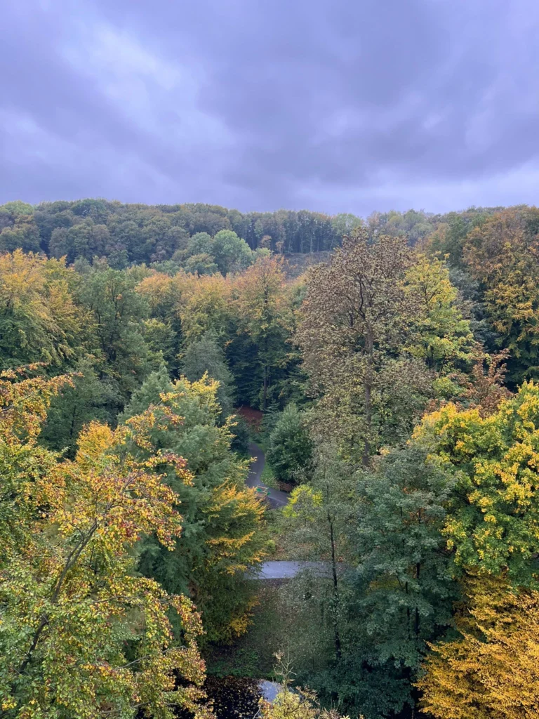Herbstlicher Wald mit Laub in Gelb- und Grüntönen unter bedecktem Himmel, dahinter ein schmaler Pfad.