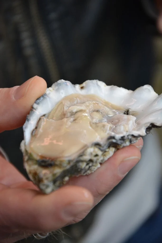 Eine Person hält eine frische Auster in der Hand, die teilweise geöffnet ist und das schimmernde Innere zeigt. Die Auster liegt auf einer Handfläche, umgeben von einem unscharfen Hintergrund.
