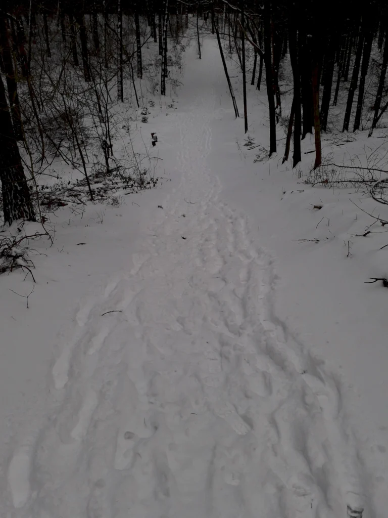 Schneebedeckter Wanderweg durch einen winterlichen Wald, mit Fußspuren im frischen Schnee und umgebenden Bäumen.