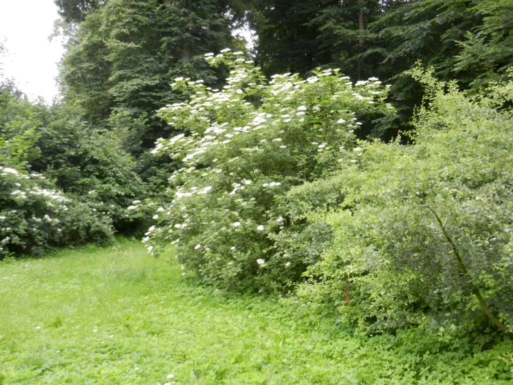 Blühender Holunderstrauch in einem grünen Waldgebiet an einem sonnigen Tag.