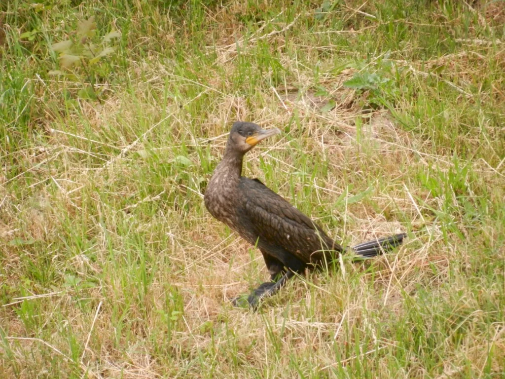 Ein Kormoran steht auf grünem Gras und blickt aufmerksam in die Umgebung. Die gefiederte Oberfläche ist dunkelbraun, und der Vogel hat einen langen Hals sowie einen markanten Schnabel. Im Hintergrund sind vereinzelte Pflanzen und trockenes Gras sichtbar.