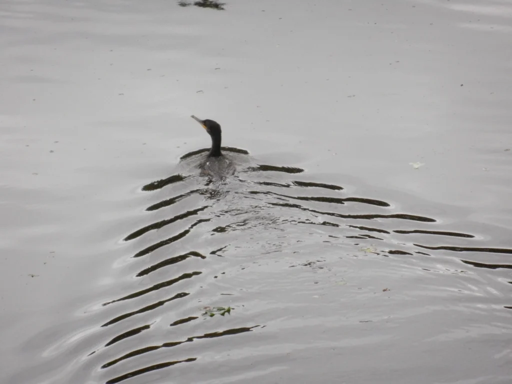 Ein Kormoran schwimmt auf dem ruhigen Wasser und hinterlässt wellenförmige Spuren.