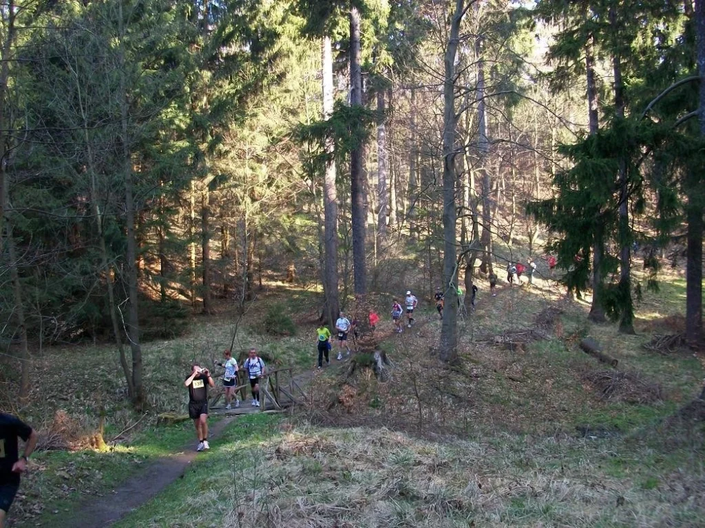 Eine Gruppe von Läufern joggt auf einem Waldweg, umgeben von hohen Bäumen und frischem Grün. Der sonnige Tag sorgt für eine angenehme Atmosphäre während des Outdoor-Sportevents.