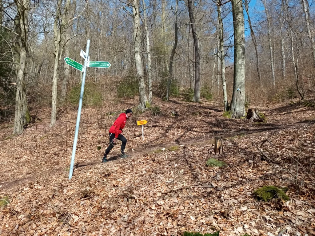 Person wandert mit Hund im herbstlichen Wald. Wegweiser zeigt Richtung an. Blauer Himmel. Entspannte Outdoor-Aktivität.