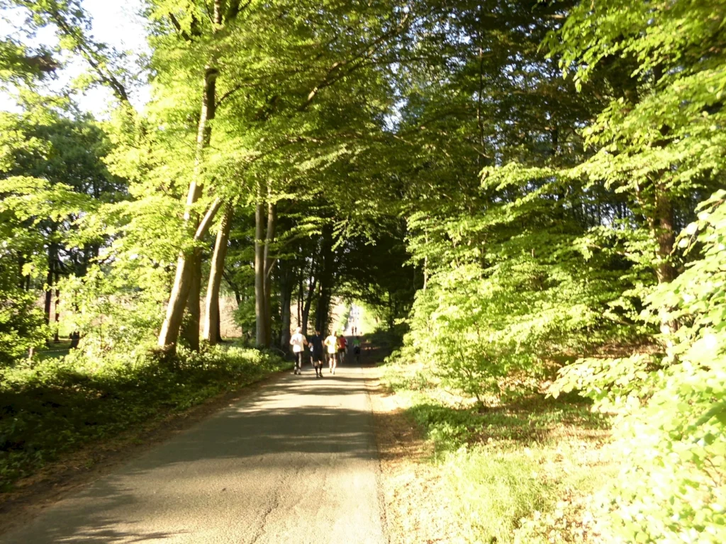 Zwei Personen joggen auf einem schmalen Weg, umgeben von üppigem, grünem Laub und hohen Bäumen in einem sonnendurchfluteten Wald.